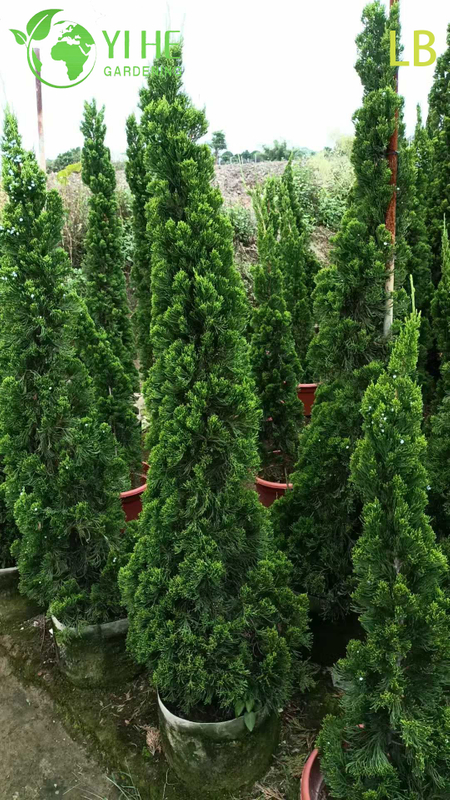 Ornamental Chinese Juniper Evergreen Tree for Wholesale Export