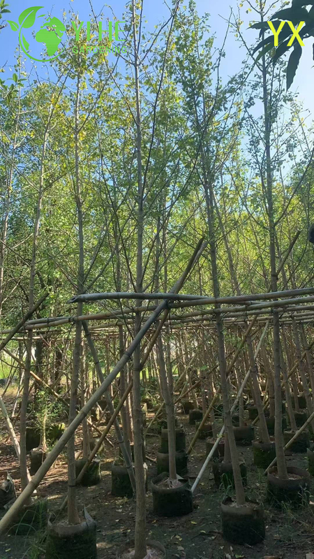 Ornamental Long - lived Ginkgo Tree for Wholesale Export