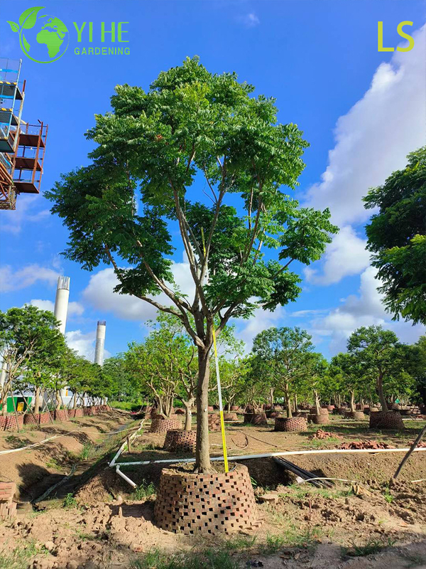 Ornamental Goldenrain Tree for Wholesale Export