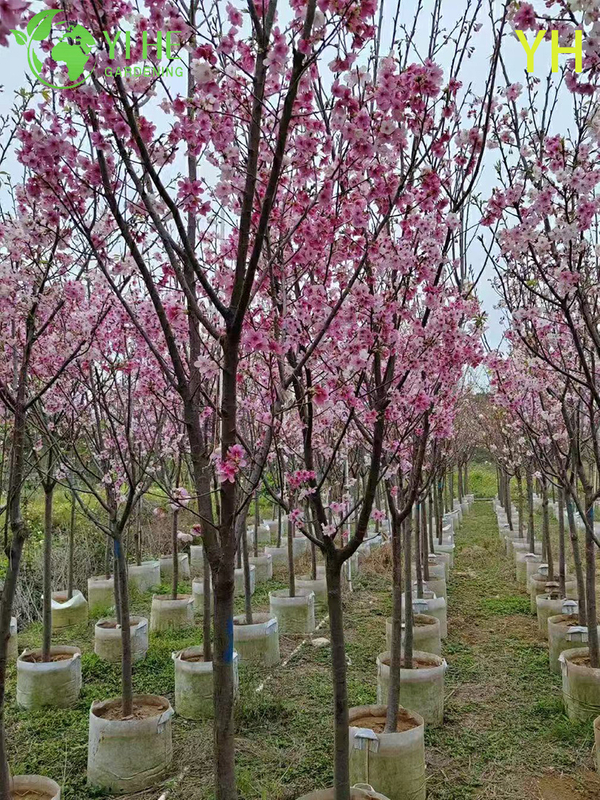 Ornamental Multi - variety Cherry Blossom Tree for Wholesale Export