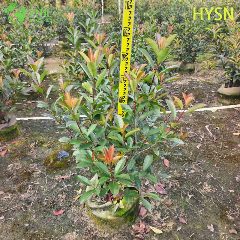 Ornamental Red Tip Photinia Shrub for Wholesale Export