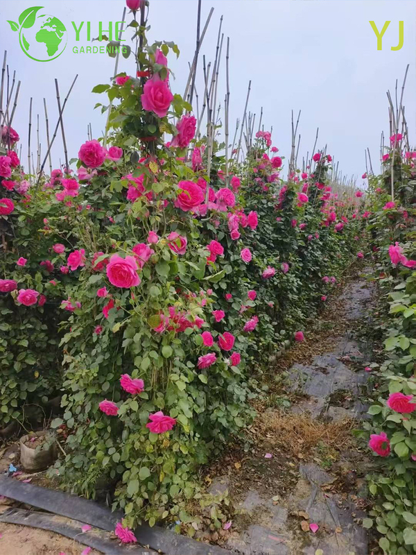 Ornamental Multi - colored Rose Plant for Wholesale Export