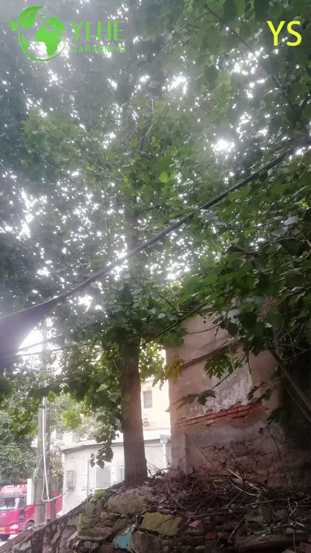 Ornamental Fast - Growing Poplar Tree for Wholesale Export