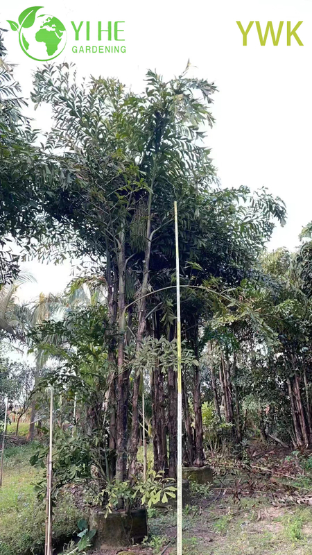Wholesale Clumping Fishtail Palm for Tropical Privacy Screens Tree
