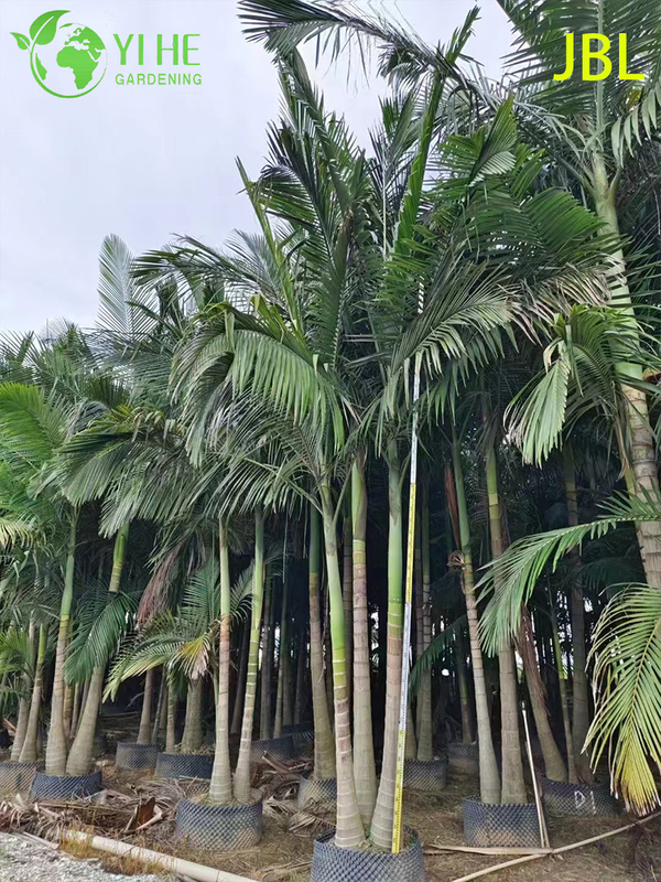 Wholesale Elegant Alexander Palm Tree for Avenue Landscaping