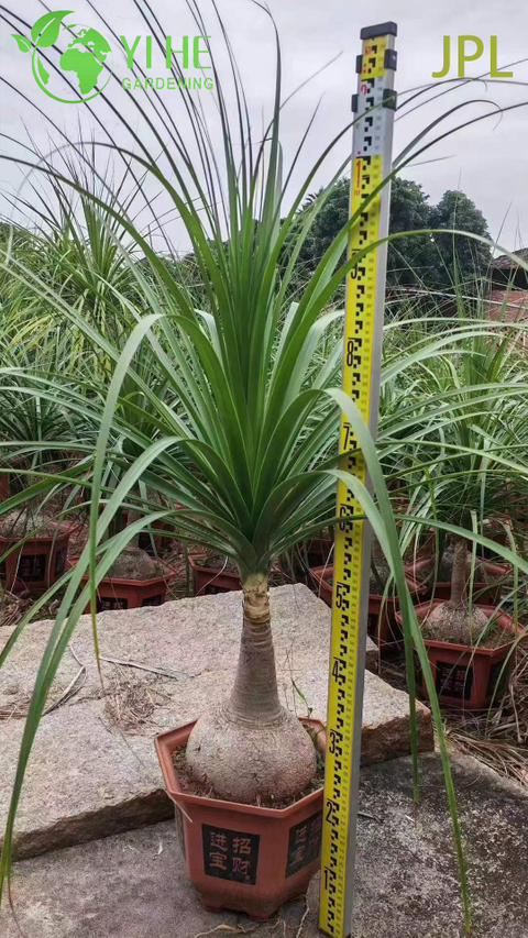 थोक पोनीटेल पाम हाथी का पैर लाइव ब्यूकार्निया पौधा बोनसाई