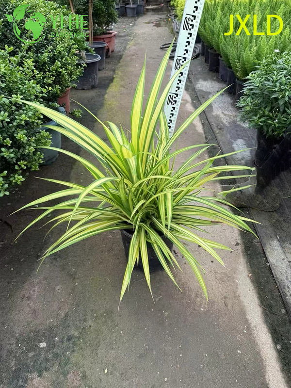 Wholesale Variegated Golden Screw Pine Live Pandanus Plant Bonsai