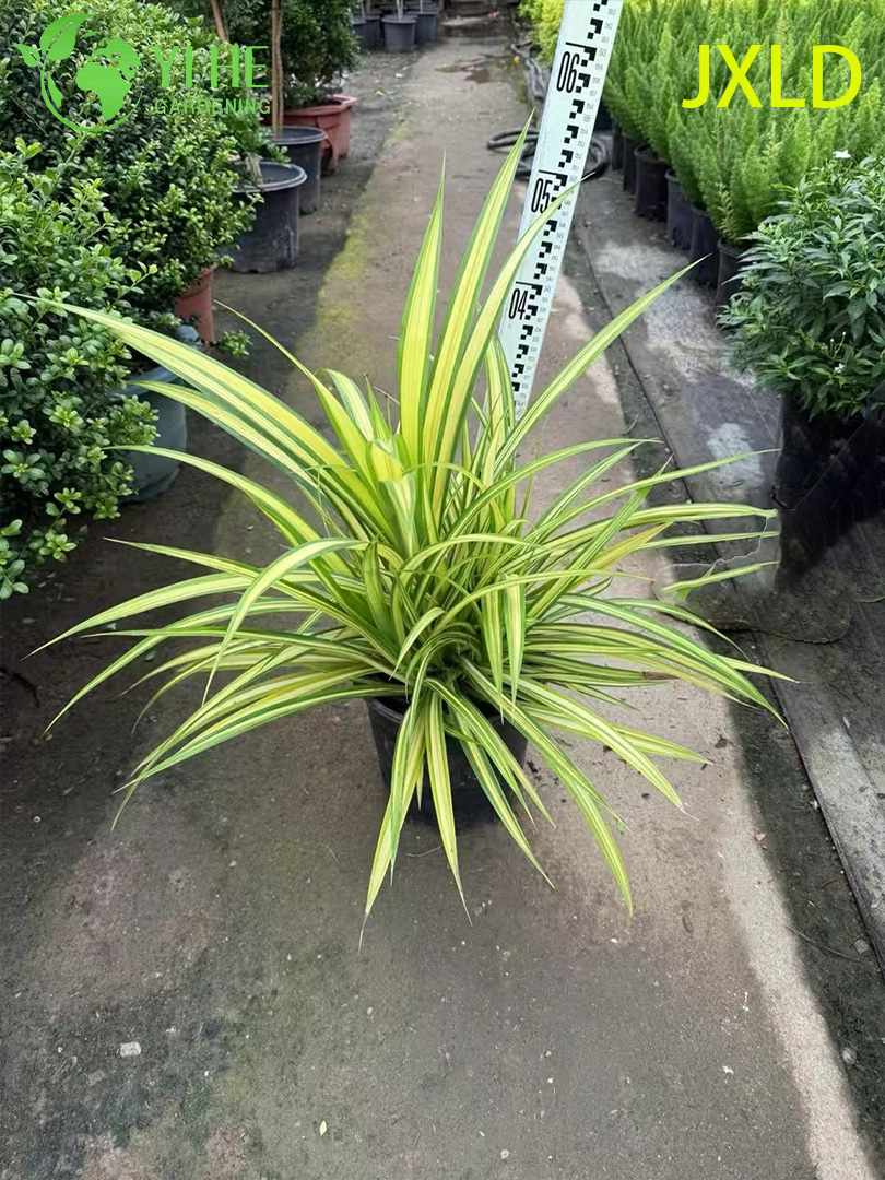 Wholesale Variegated Golden Screw Pine Live Pandanus Plant Bonsai