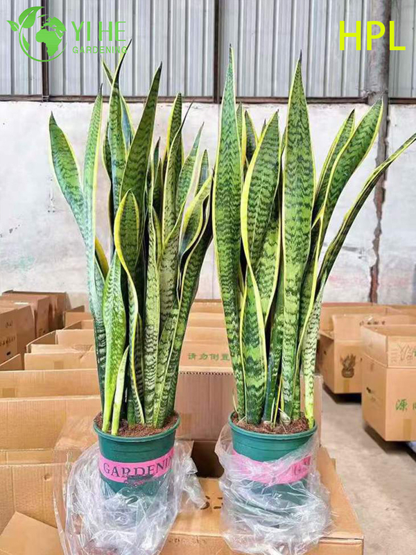 Evergreen Sansevieria Trifasciata Snake Plant for Indoor Decor
