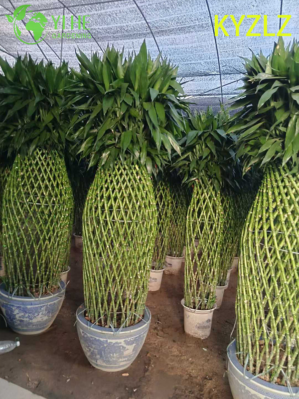 Evergreen Lucky Bamboo Woven Cage for Indoor Feng Shui Decor