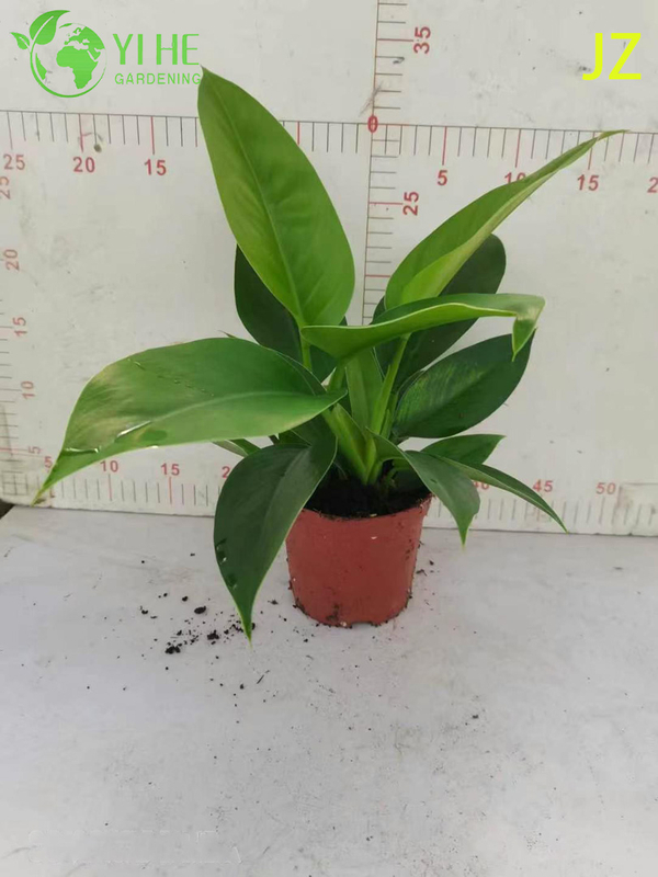 Evergreen Philodendron Birkin for Indoor Decoration Plant