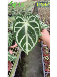 Mudas de Anthurium Crystallinum Dorayaki (2).png