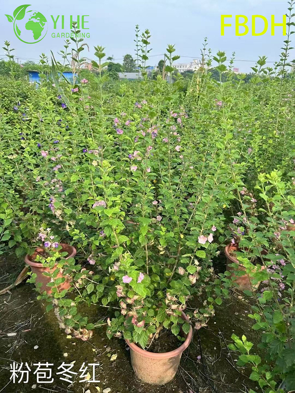 Premium Rosa Hochblatt Winterroter Strauch Zierpflanze in Großhandelsexportqualität