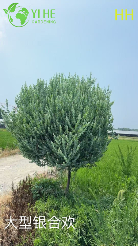 Wholesale Export Quality Albizia Julibrissin Ornamental Flowering Tree