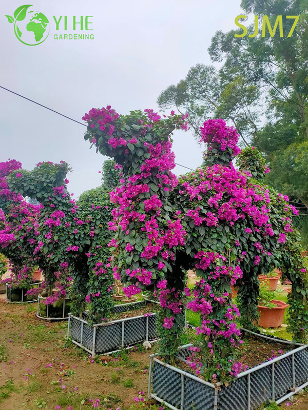 Wholesale Custom Bougainvillea Topiary Animal Living Sculpture Art Bonsai