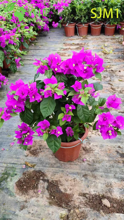 Venta al por mayor de buganvillas en macetas, plantas vivas, coloridos bonsais de jardín con flores