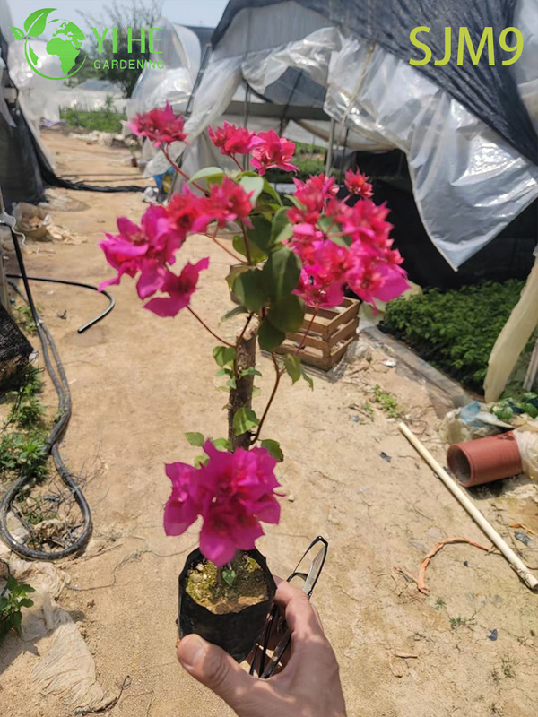 Wholesale Bougainvillea Starter Plants Young Liners for Nursery Bonsai
