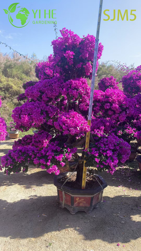 Venta al por mayor Bonsai de planta de espécimen de arco iris de árbol de buganvilla multiinjertado