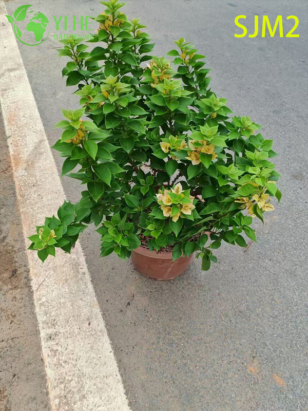 Wholesale Bougainvillea Standard Tree Live Plant for Patio Garden Bonsai