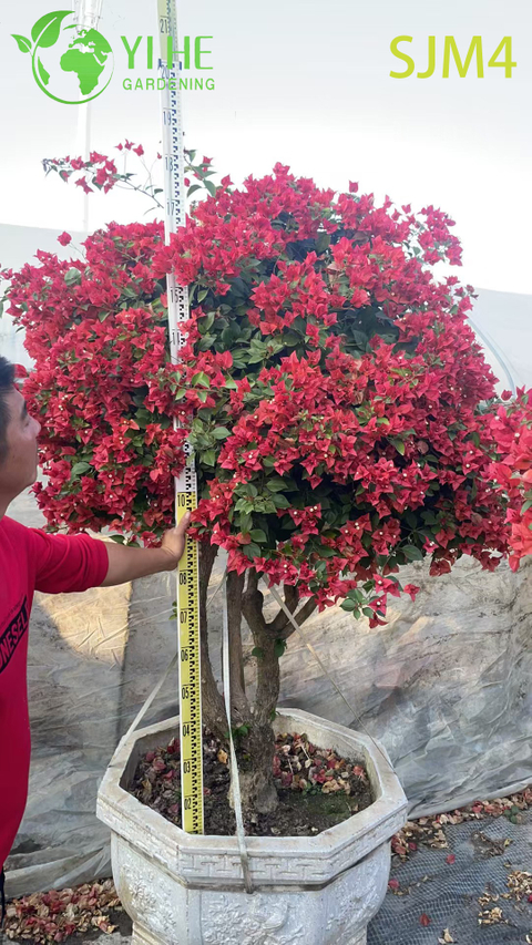 Venta al por mayor Artístico Bougainvillea Bonsai Tree Living Garden Sculpture Bonsai
