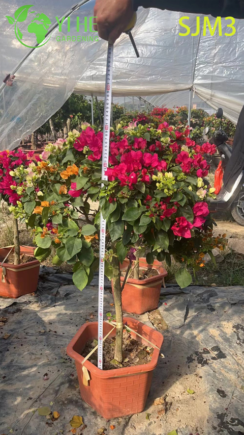 Árbol de muestra de buganvilla grande al por mayor para bonsais de paisaje al aire libre
