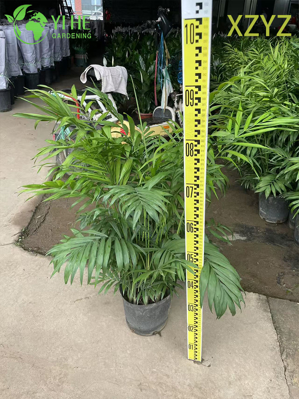 Compact Green Chamaedorea elegans for Indoor Tropical Accents Plant