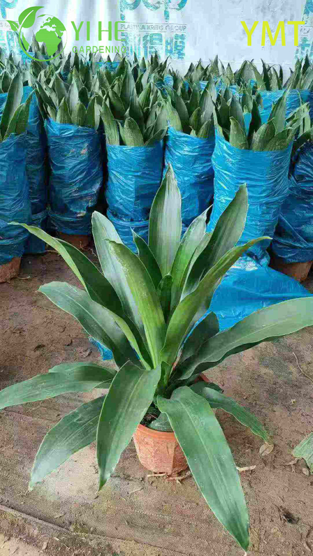Tall Evergreen Draceana arborea for Indoor Decoration Plant