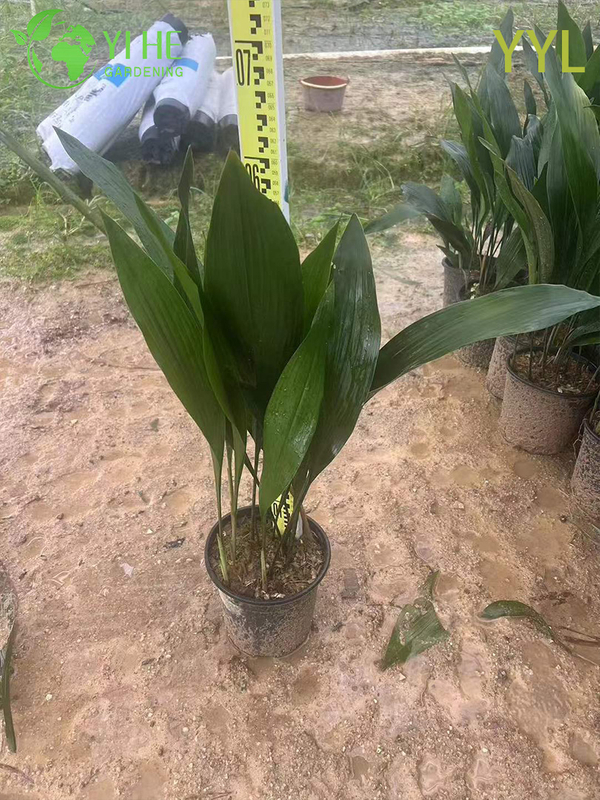 Hardy Evergreen Aspidistra elatior for Shade Gardens & Indoor Decor Plant