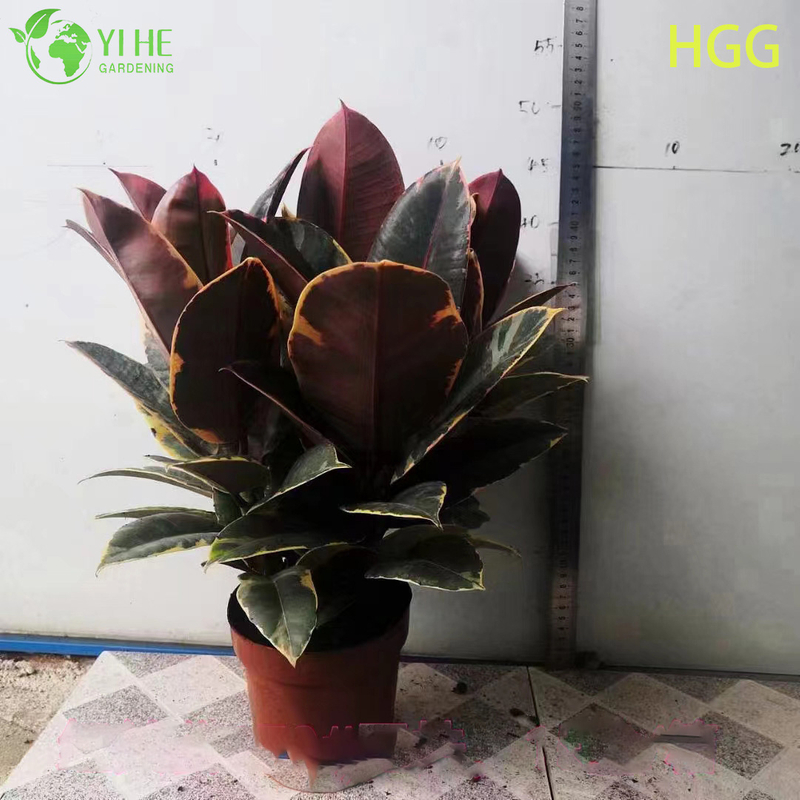 Indoor Ficus Elastica Ruby Rubber Tree Potted Decorative Plant Foliage Air Purifier