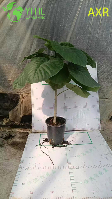 Multifunctional indoor decorative fig Ficus Umbellata indoor potted foliage plant