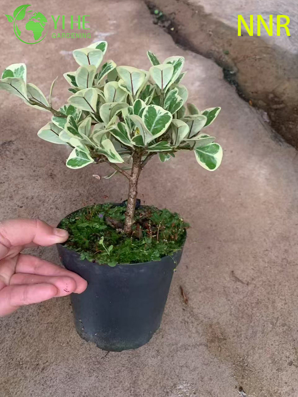 Indoor Milk Fig Ficus Altissima Foliage Potted Decorative Green Plants