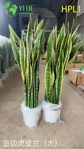 Live Laurentii Snake Plant Variegated Indoor Air Purifying Houseplant Bonsai