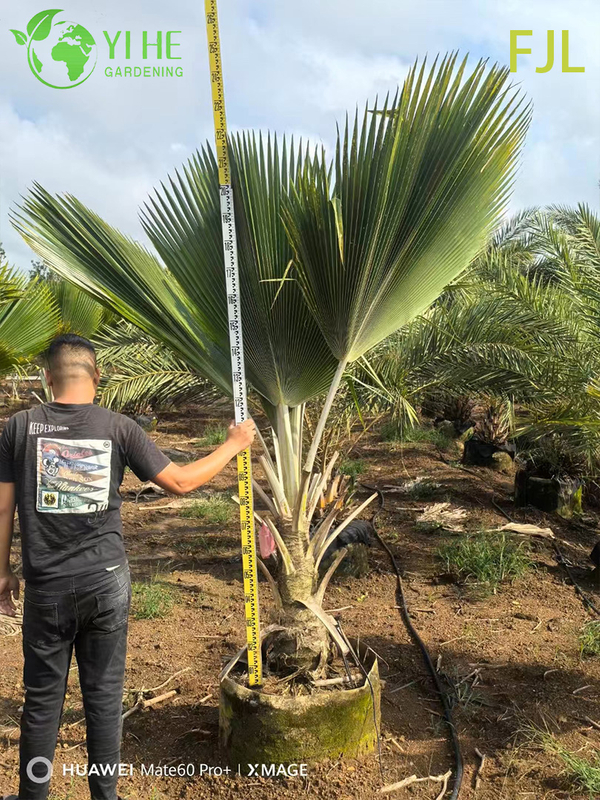Wholesale Fiji Palm (Pritchardia Pacifica) - Large Evergreen Palms
