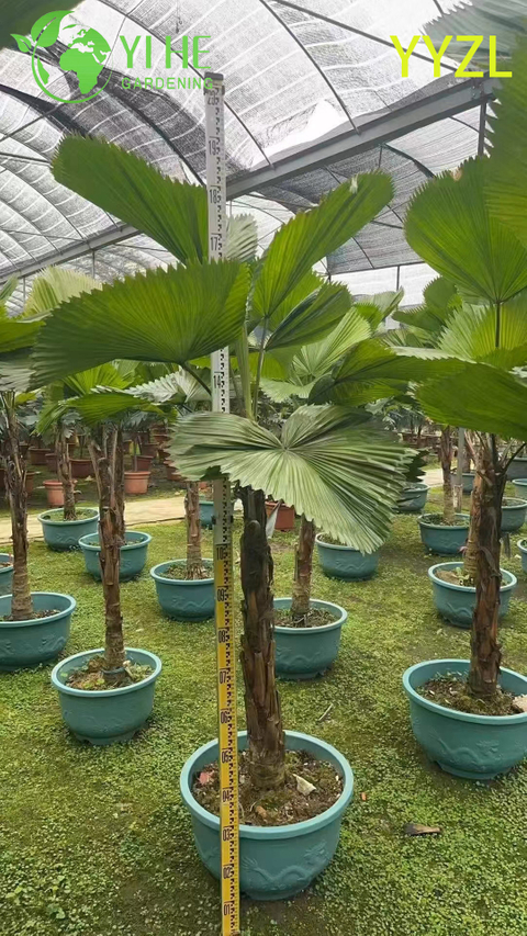 Wholesale Round-Leaf Livistona (Livistona Rotundifolia) - Evergreen Ornamental Palms