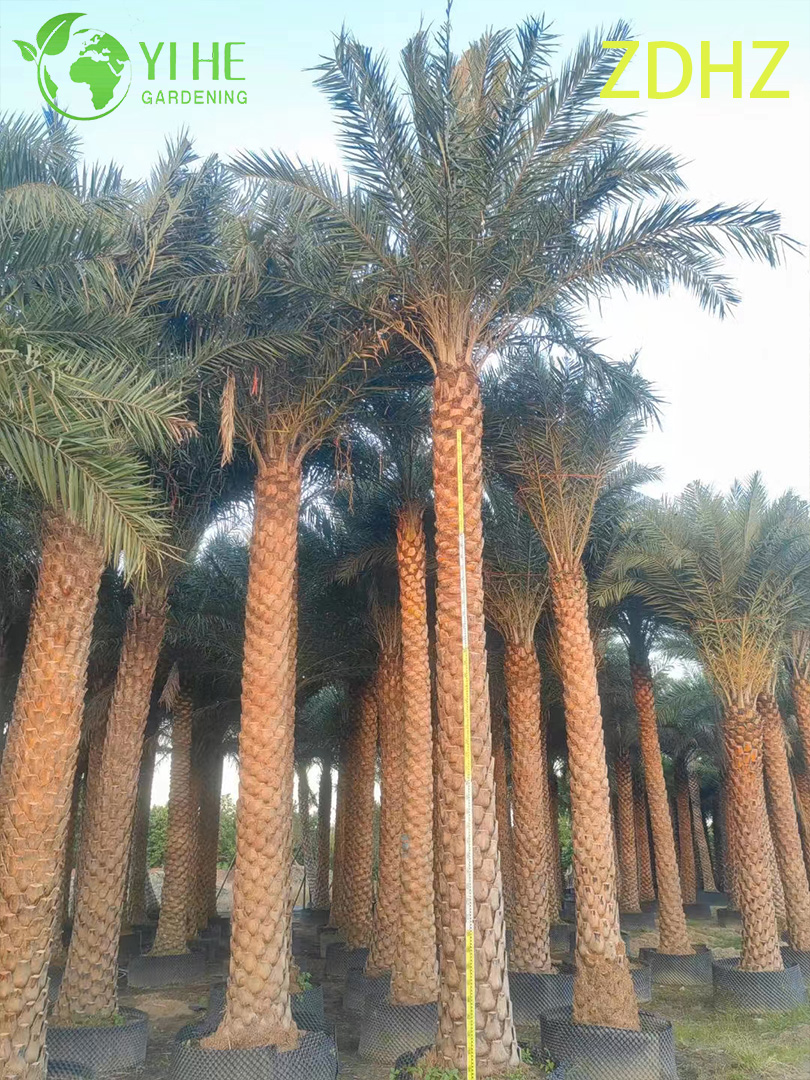 Wholesale Medjool Date Palm (Phoenix Dactylifera) - Tall Hardy Palms