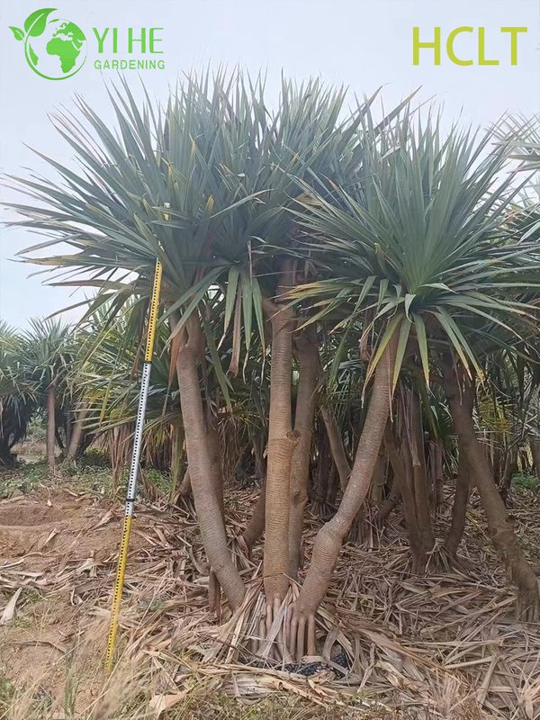 Wholesale Red-Spine Screwpine (Pandanus Utilis) - Hardy Evergreen Shrubs