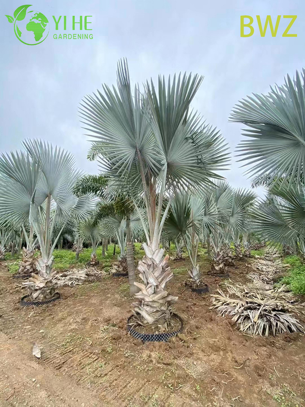 Wholesale for Outdoor Landscaping, Garden Decoration & Commercial Projects