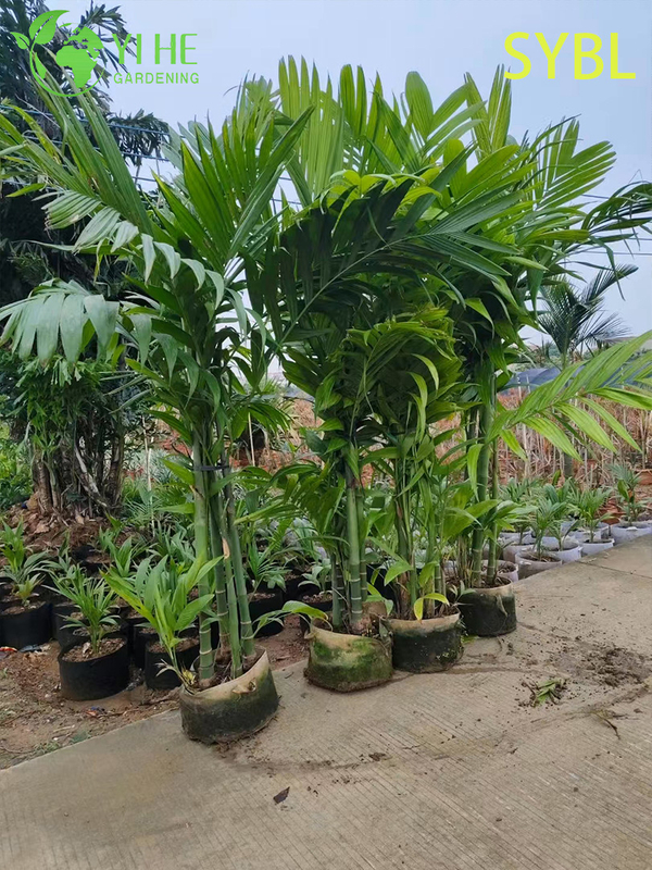 Wholesale Areca Triandra (Three-Drug Betel Palm) - Clumping Evergreen Palms