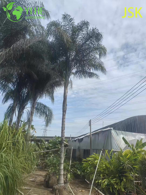 Wholesale Golden Feather Palm (Syagrus Romanzoffiana) - Evergreen Ornamental Palms