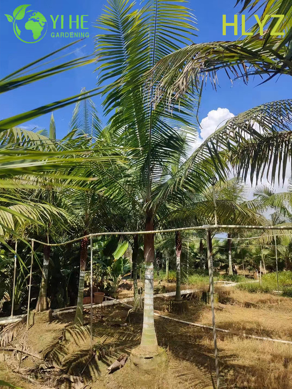 Wholesale Red-Collar Palm (Dypsis Leptocheilos) - Ornamental Evergreen Palms
