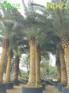 Wholesale Canary Island Date Palm (Phoenix Canariensis) - Large Salt-Tolerant Hardy Palms