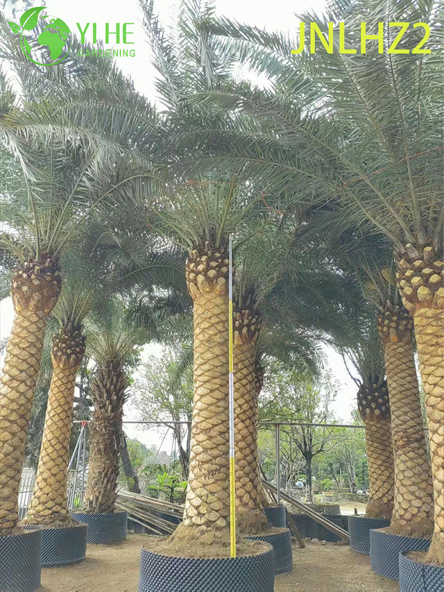 Wholesale Canary Island Date Palm (Phoenix Canariensis) - Large Salt-Tolerant Hardy Palms