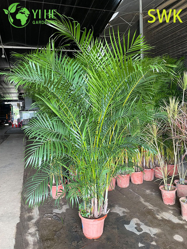 Chrysalidocarpus Lutescens Tropical Evergreen Palm for Indoor Outdoor Decor Plant