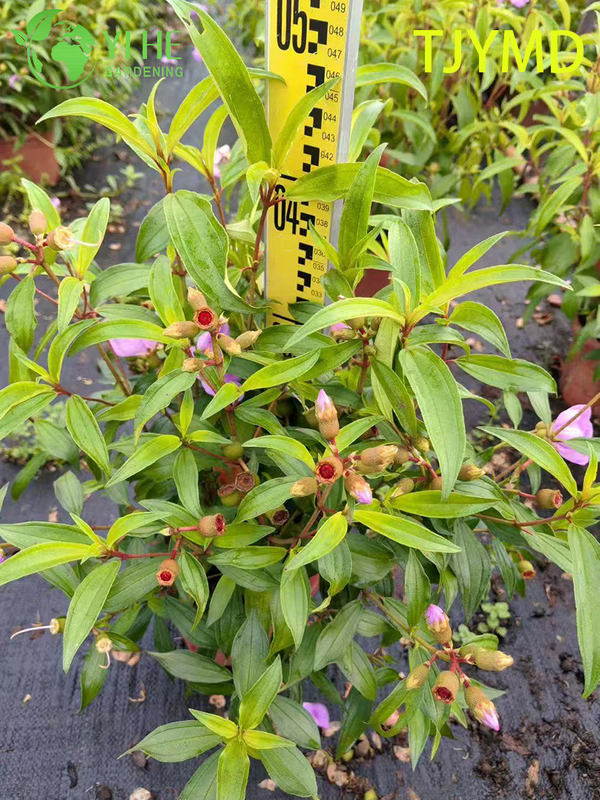Wholesale Tibouchina 'Tianjiao' Potted Plants for Outdoor Tropical Purple Flower Decor