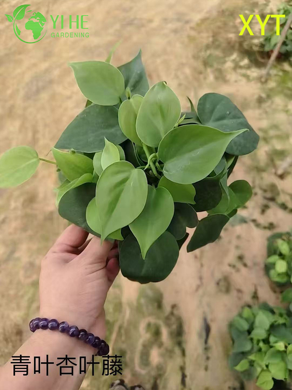 Wholesale Syngonium Podophyllum Potted Plants for Indoor Trailing Foliage Decor