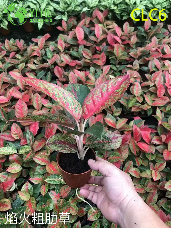 Wholesale Aglaonema Plants - Indoor Tropical Foliage for Home Office Decoration