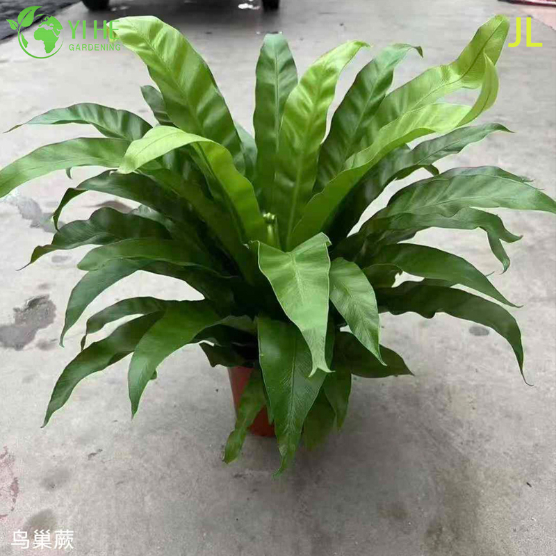Wholesale Fern Potted Plants for Indoor Outdoor Shade Garden Foliage Decor