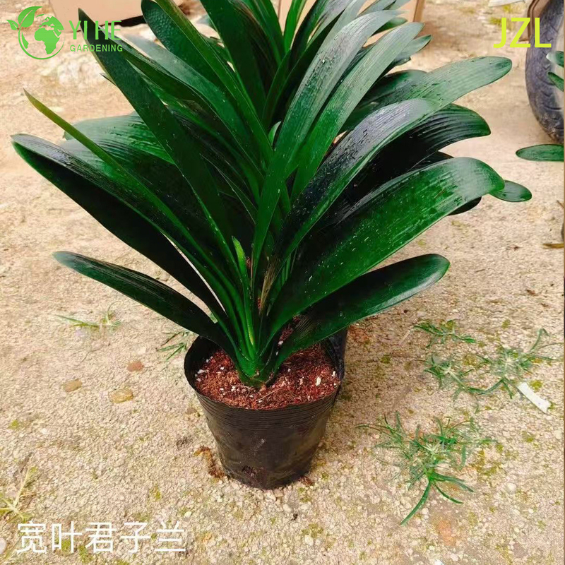 Wholesale Clivia Miniata Potted Plants for Indoor Evergreen Flowering Decor