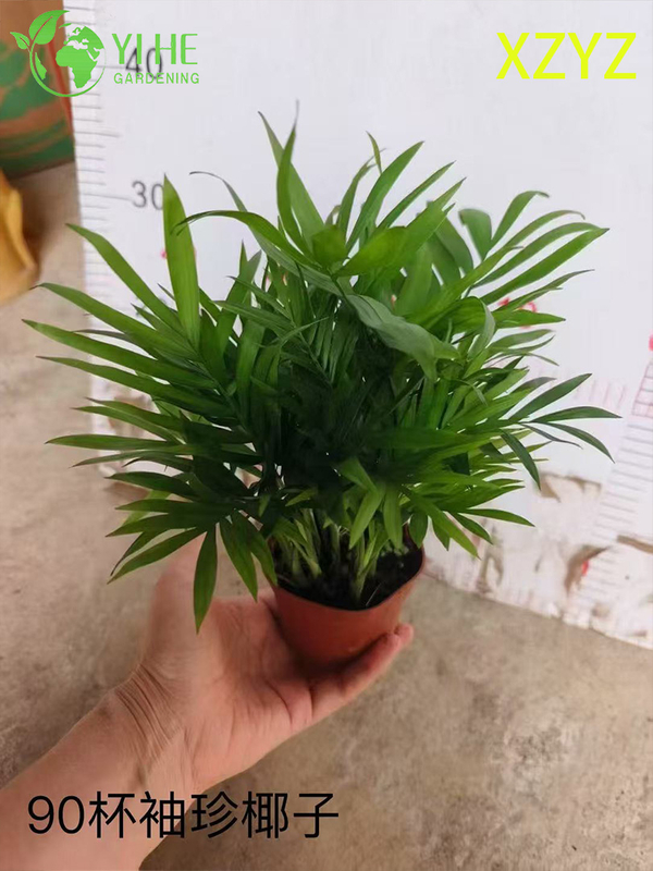 Wholesale Chamaedorea Elegans Potted Plants for Indoor Compact Tropical Foliage Decor