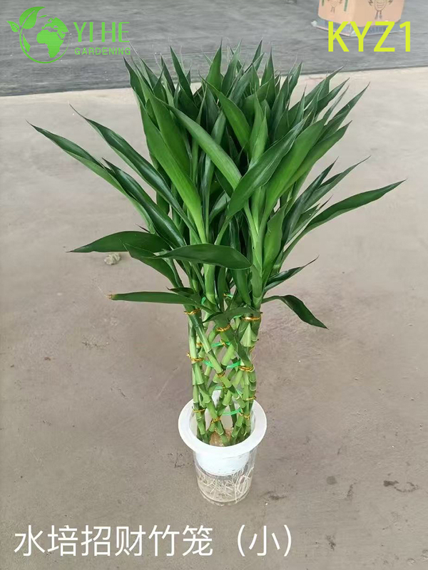 Wholesale Lucky Bamboo Dracaena Potted Plants for Indoor Decor & Gifting